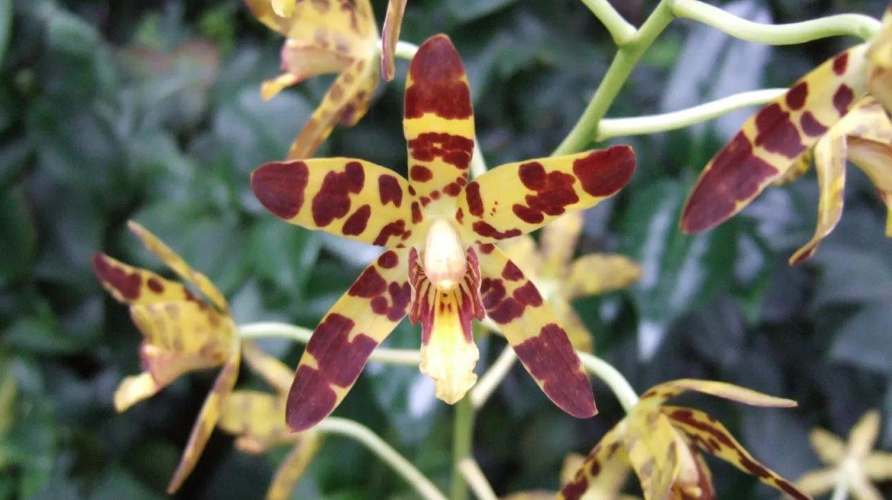 The Leopard Orchid is recognised by the long stems that have yellow spindle-shaped swellings called pseudobulbs. The Leopard Orchid is recognised by the long stems that have yellow spindle-shaped swellings called pseudobulbs.