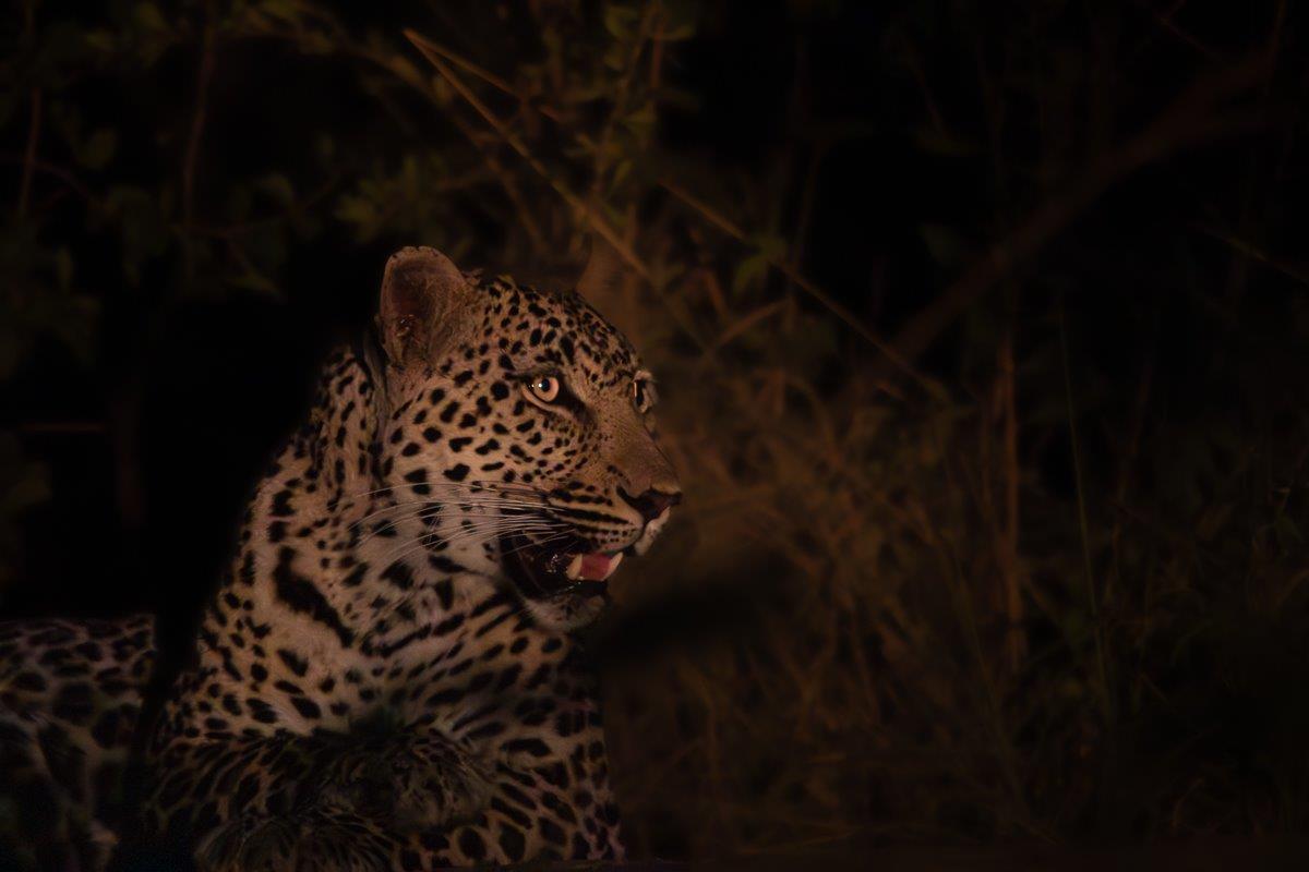 The elusive Jasiri leopard is spotted on a night drive. The elusive Jasiri leopard is spotted on a night drive.