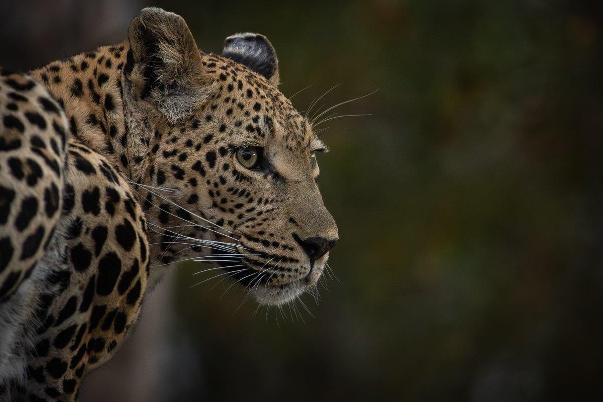 Ntsumi and her cubs climbing trees and playing Ntsumi and her cubs climbing trees and playing
