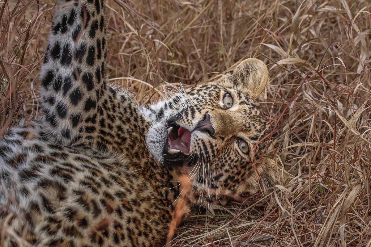 The Ntsumi leopard cub being playful. The Ntsumi leopard cub being playful.