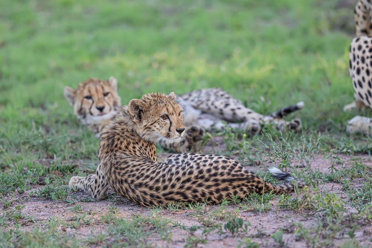We came across a coalition of cheetah. We came across a coalition of cheetah.