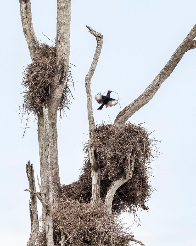 A buffalo weaver builds its nest. A buffalo weaver builds its nest.