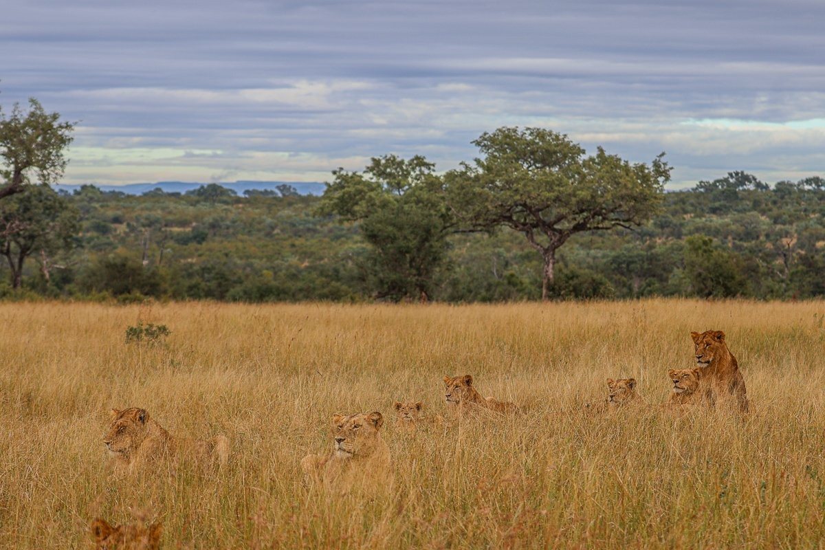 Sabi Sabi Ruan Mey Msuthlu Sabi Sabi Ruan Mey Msuthlu