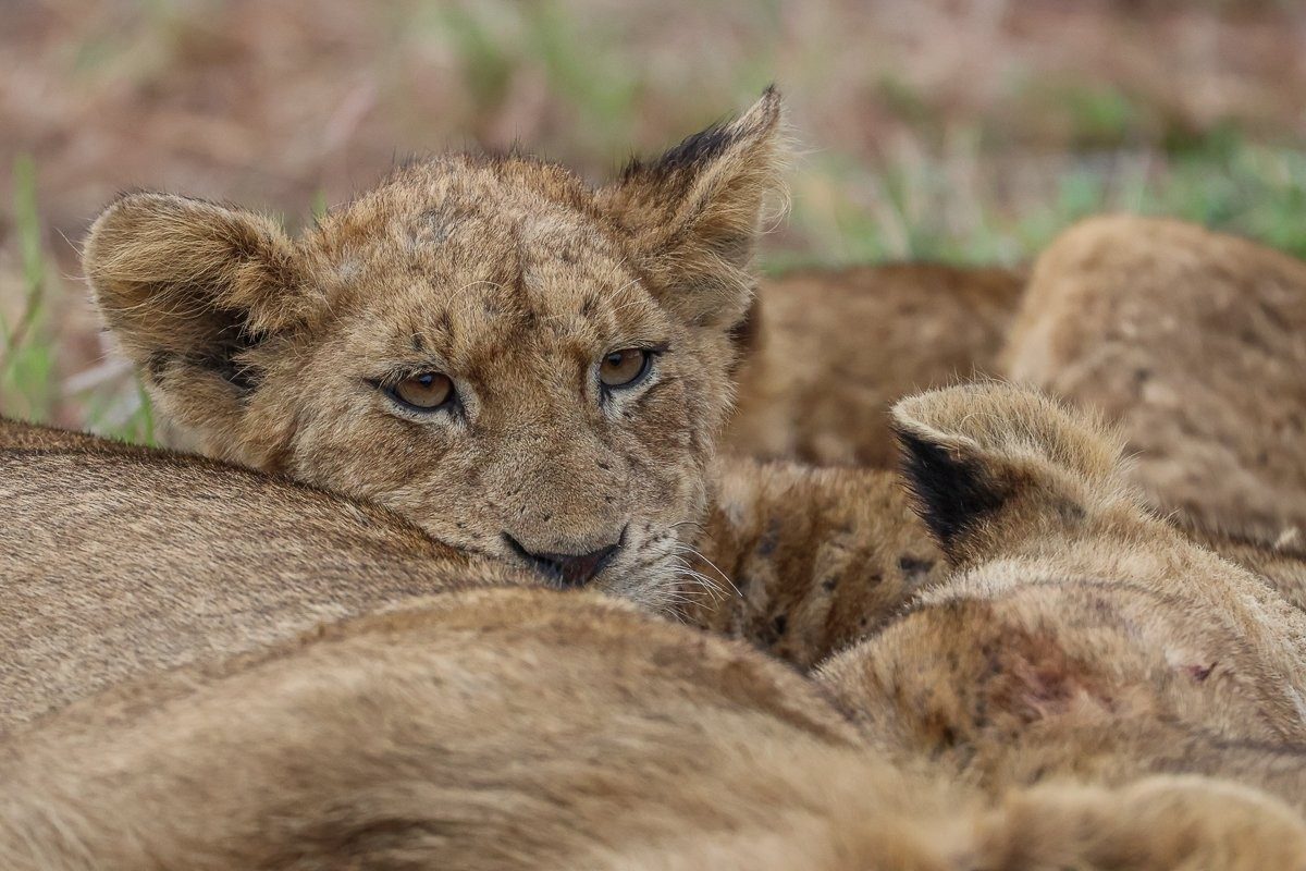 Sabi Sabi Ruan Mey Msuthlu Lions Sabi Sabi Ruan Mey Msuthlu Lions
