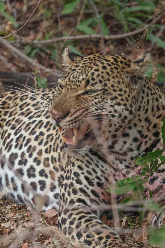 Khulwana bears his teeth. Khulwana bears his teeth.