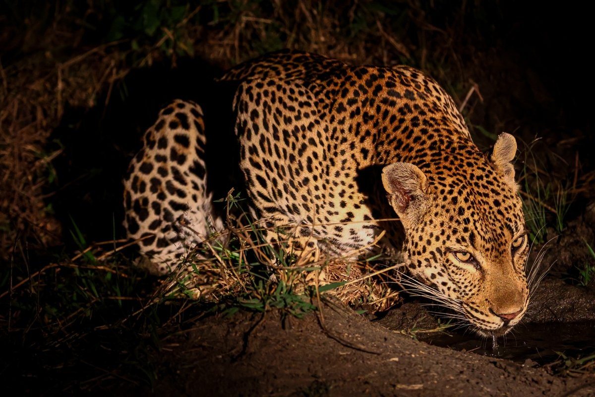 Sabi Sabi Ruan Mey Kurhula Drinks Sabi Sabi Ruan Mey Kurhula Drinks