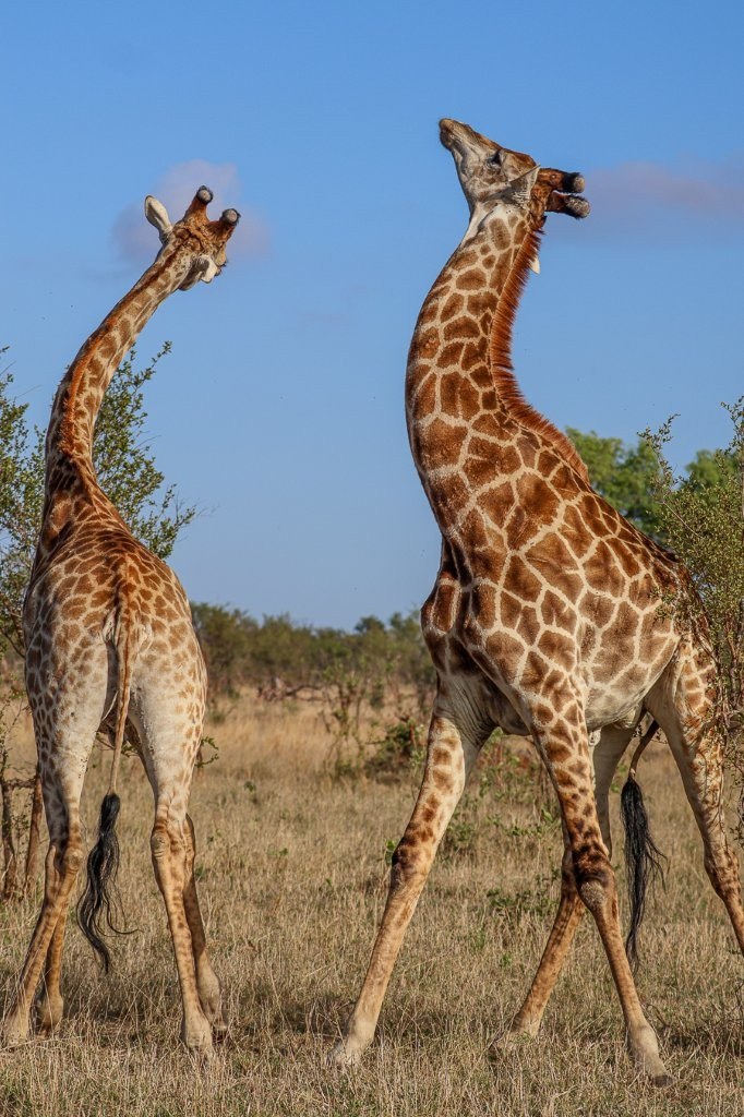 Sabi Sabi Ruan Mey Giraffe