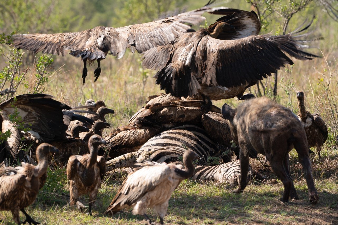 Vultures spread their wings to claim space around the zebra carcass.