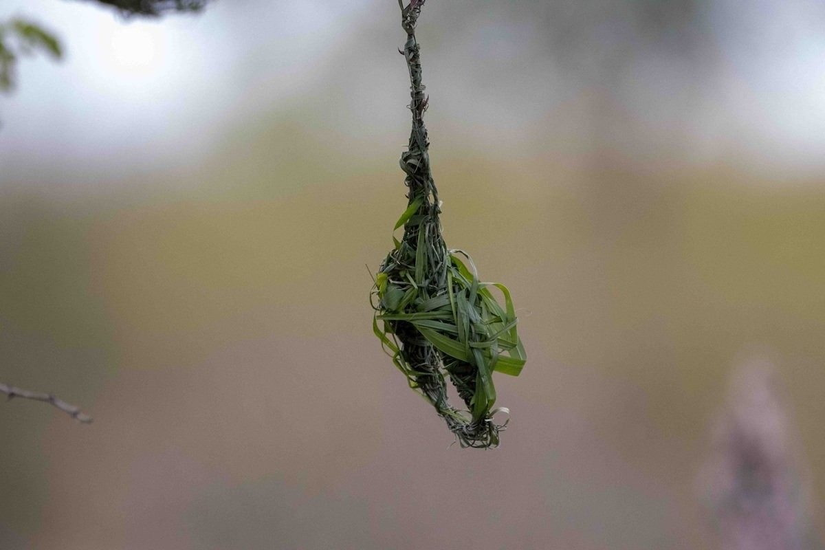 A half-made nest of a Village weaver.