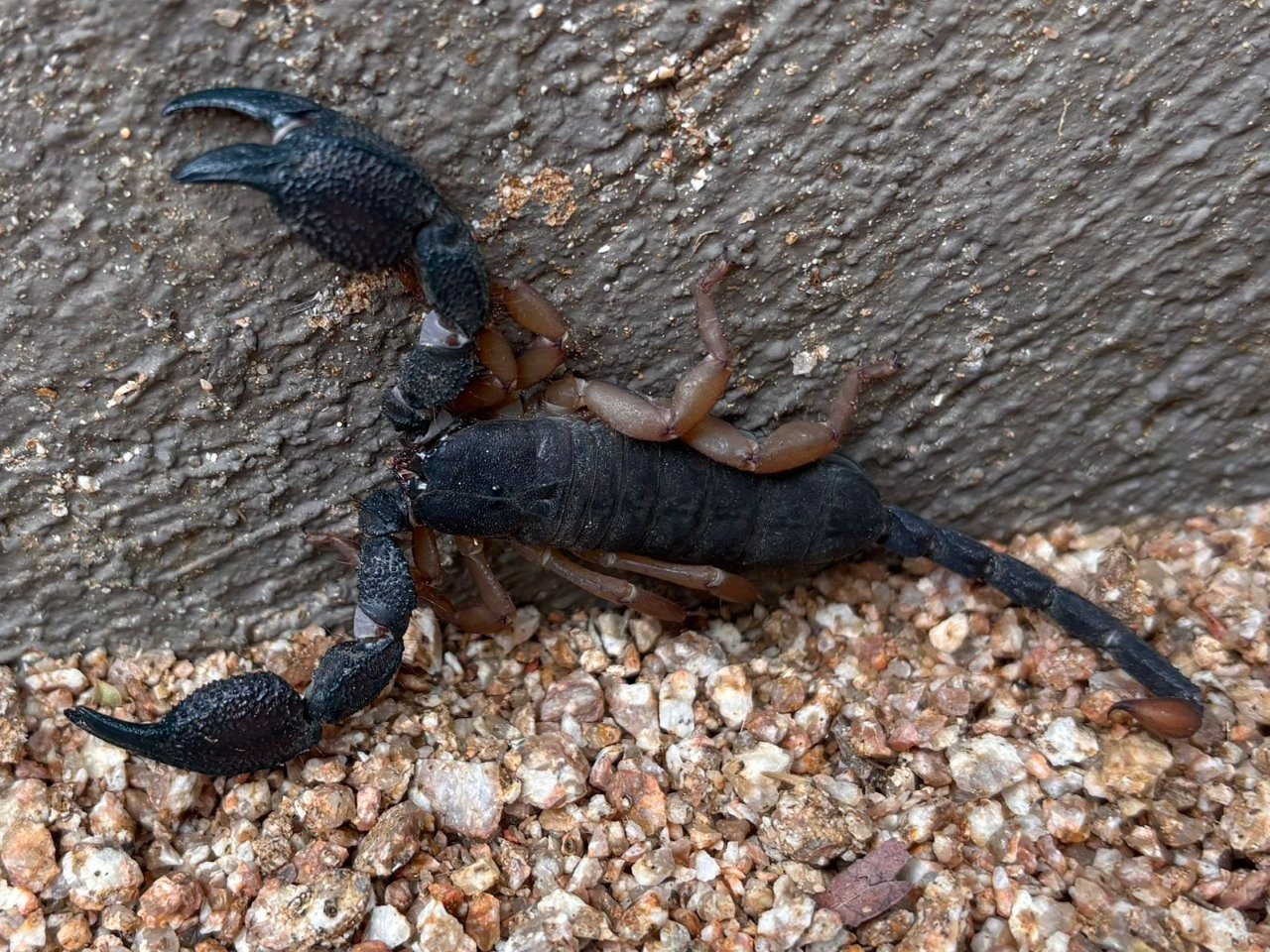Sabi Sabi Daniel Bott Tree Creeper Scorpion