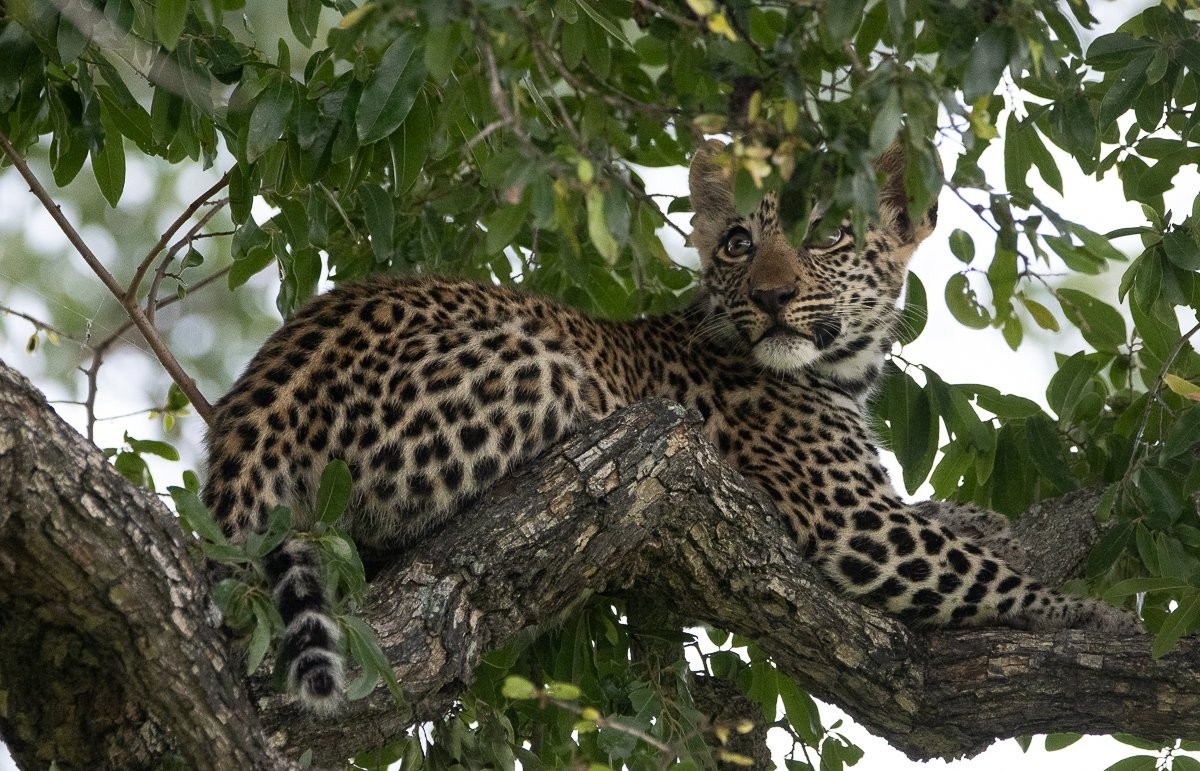 Sabi Sabi Ronald Mutero Tengile In Tree