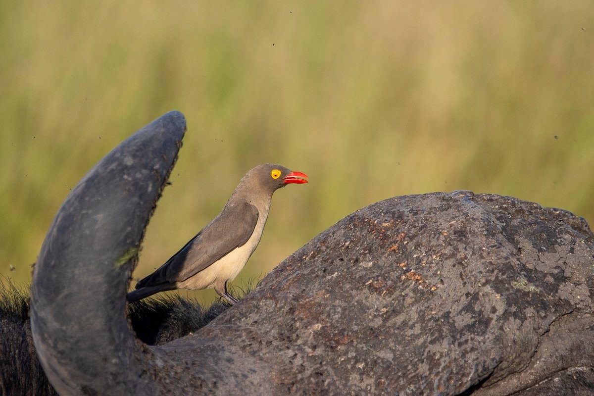Yellow-billed oxpecker perched alertly, showing its distinctive pale bill and brown plumage.
