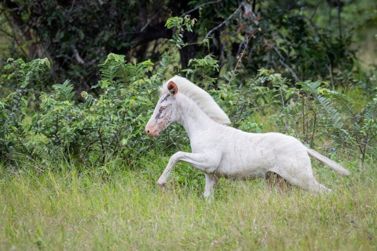 Sabi Sabi Massimo Da Silver White Zebra Running