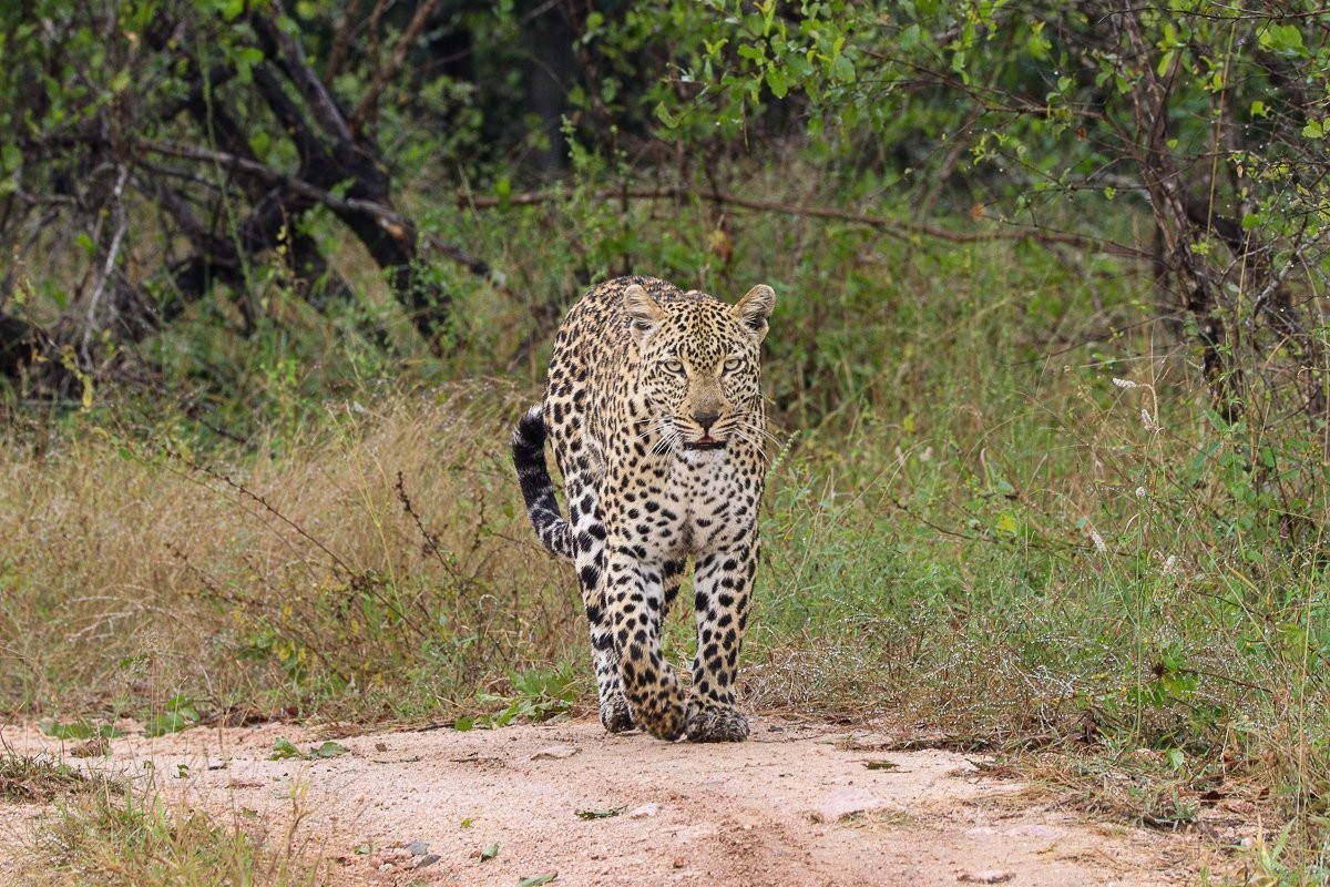 Tengile leopardess walking through the reserve after rainfall