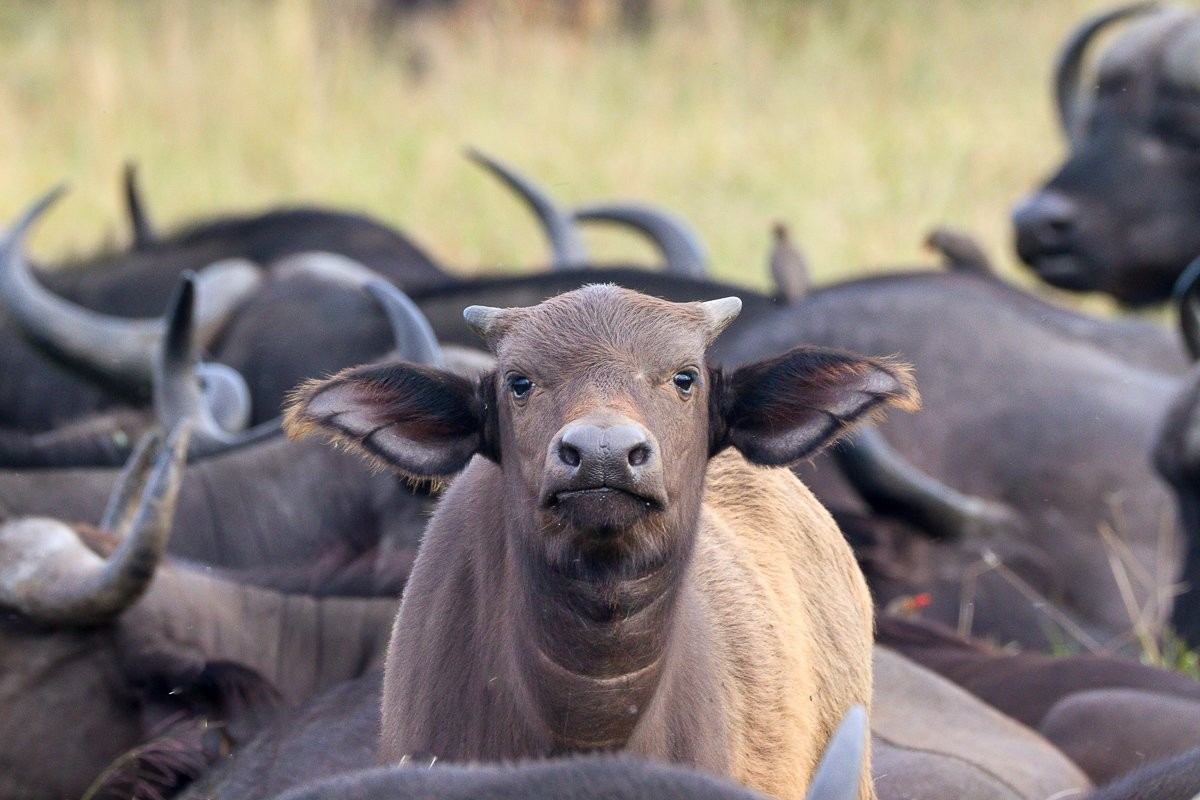 Young buffalo calf approaches a safari vehicle with curiosity while remaining close to the herd.