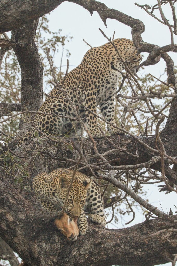 Ntsumi and her cub feeding on an impala kill safely hoisted in a marula tree.