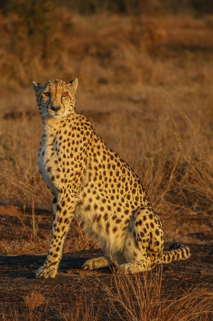 A female cheetah moving through the African bush after zebras disrupted her hunt.