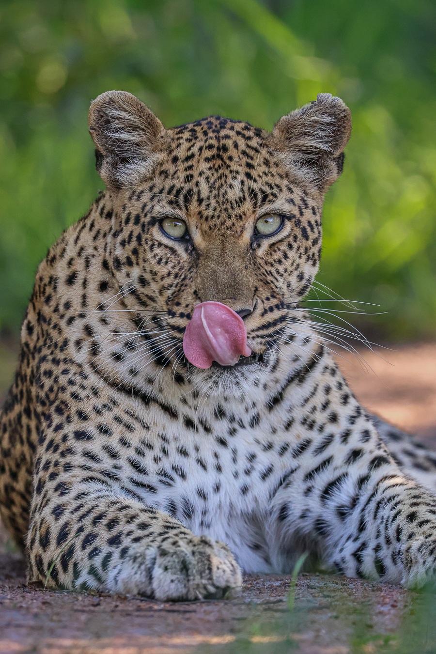 Golonyi leopard watching from the surrounding bush