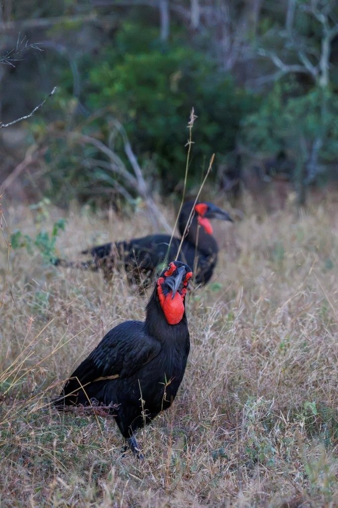 Sabi Sabi Devon Jansen Southern Ground Hornbills Walking Through Winter Bushveld