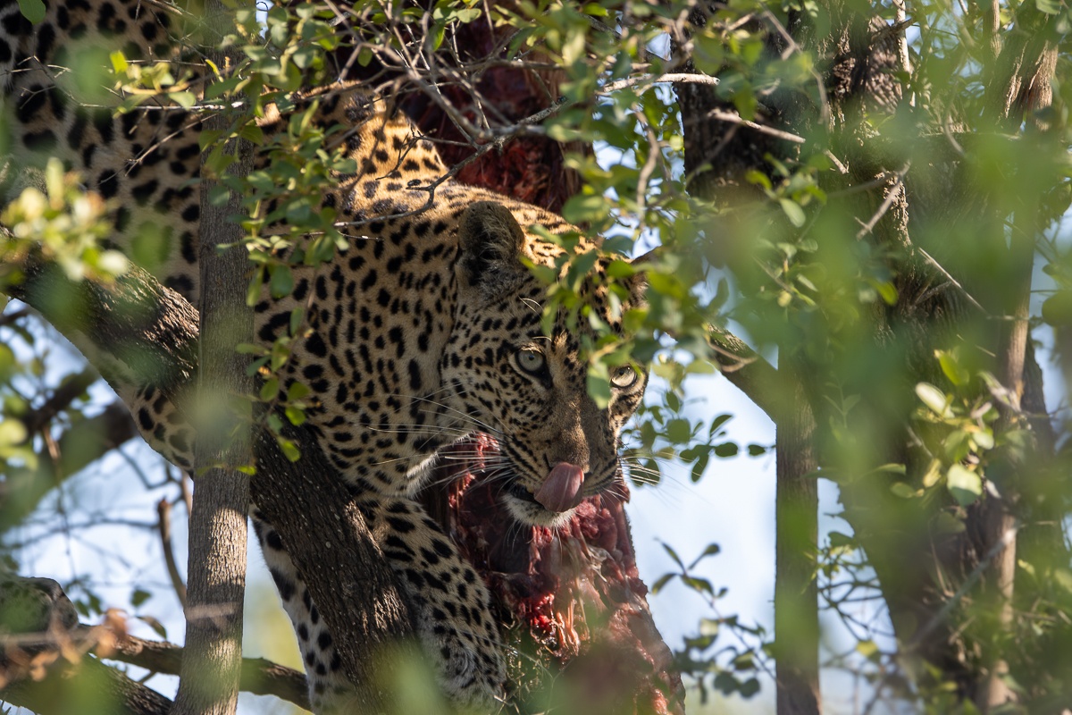 Leopard feeding on a carcass within the upper confines of a tree