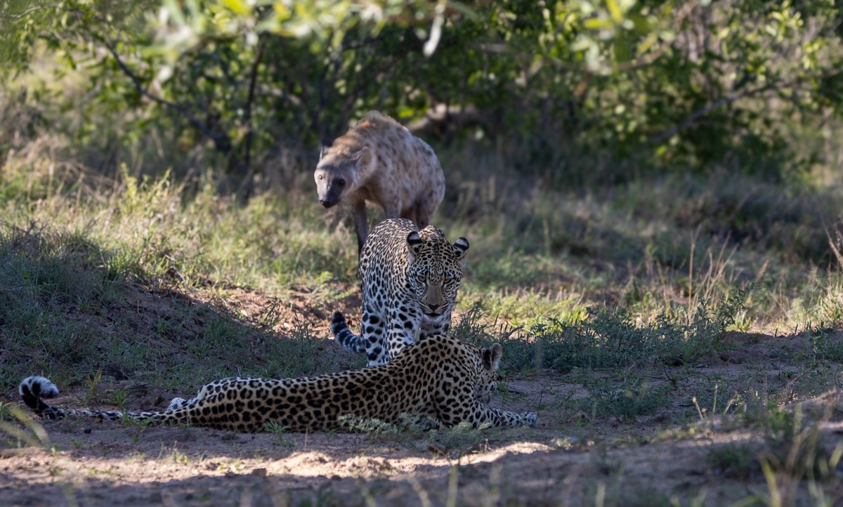 Two Tengile leopards observed by a spotted hyena