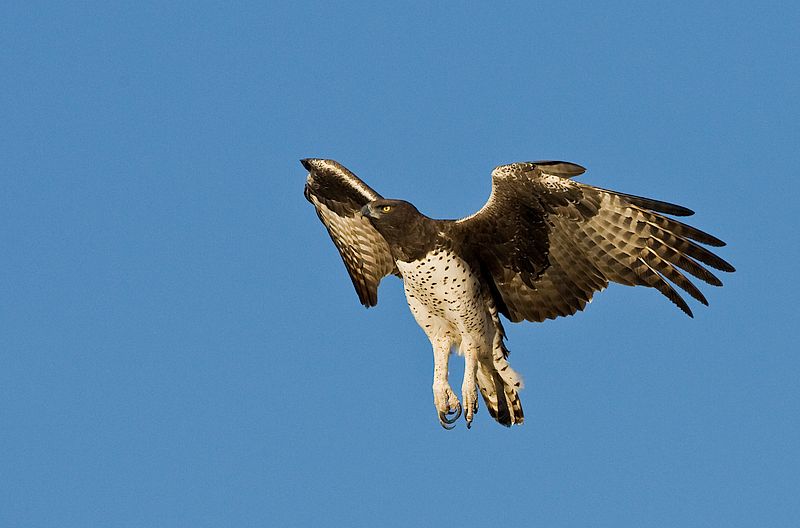 140 Martial Eagle 2907 AFR6545 A Froneman
