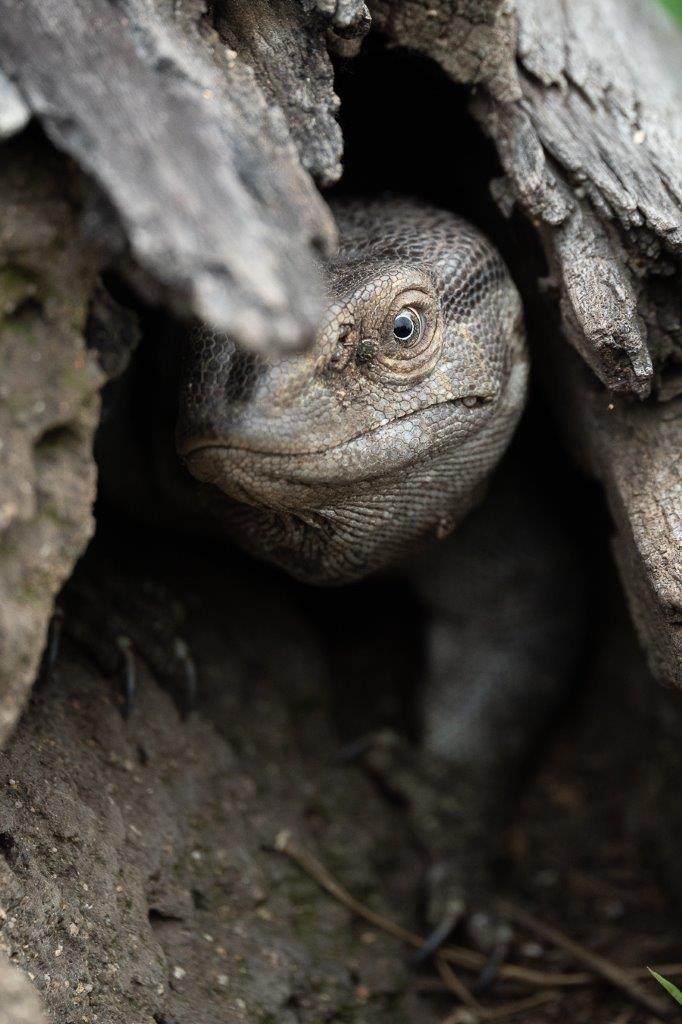 On quiet days in the bush, we take the opportunity to focus on the smaller, curious wildlife, like this rock monitor. On quiet days in the bush, we take the opportunity to focus on the smaller, curious wildlife, like this rock monitor.