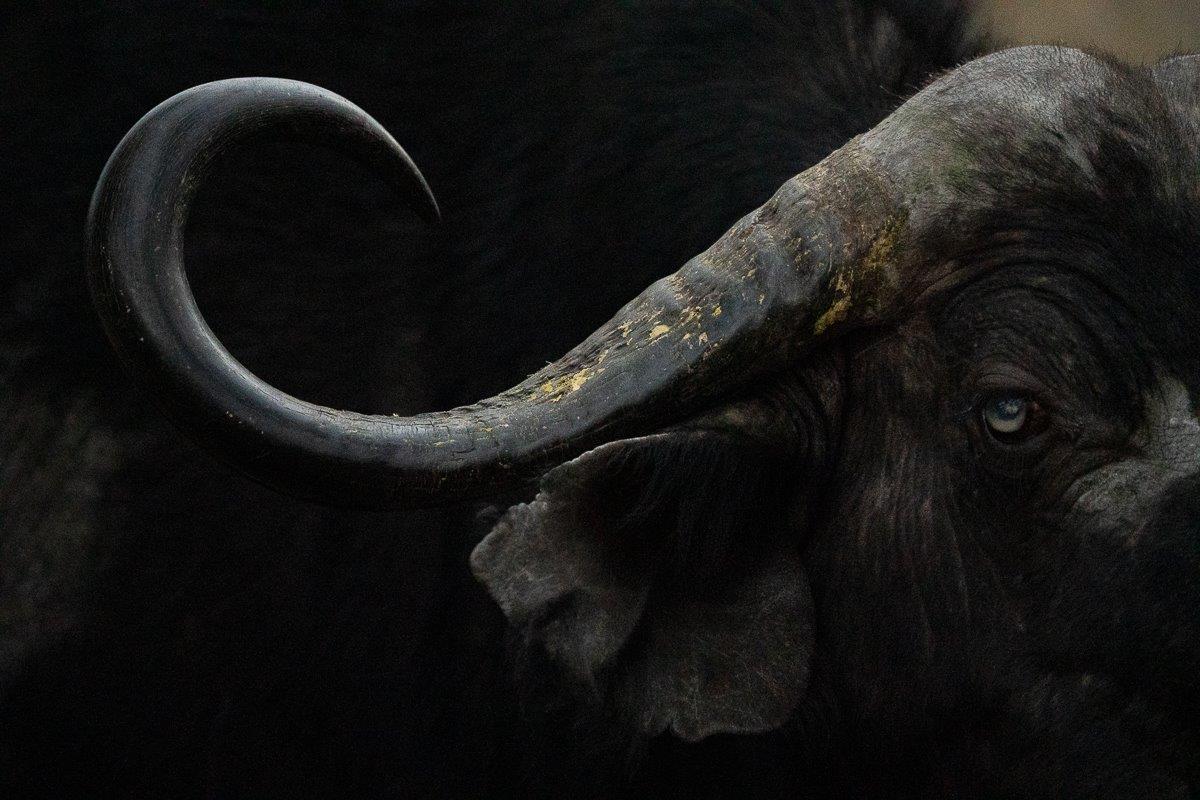 Both male and females will grow horns that never shed. Both male and females will grow horns that never shed.