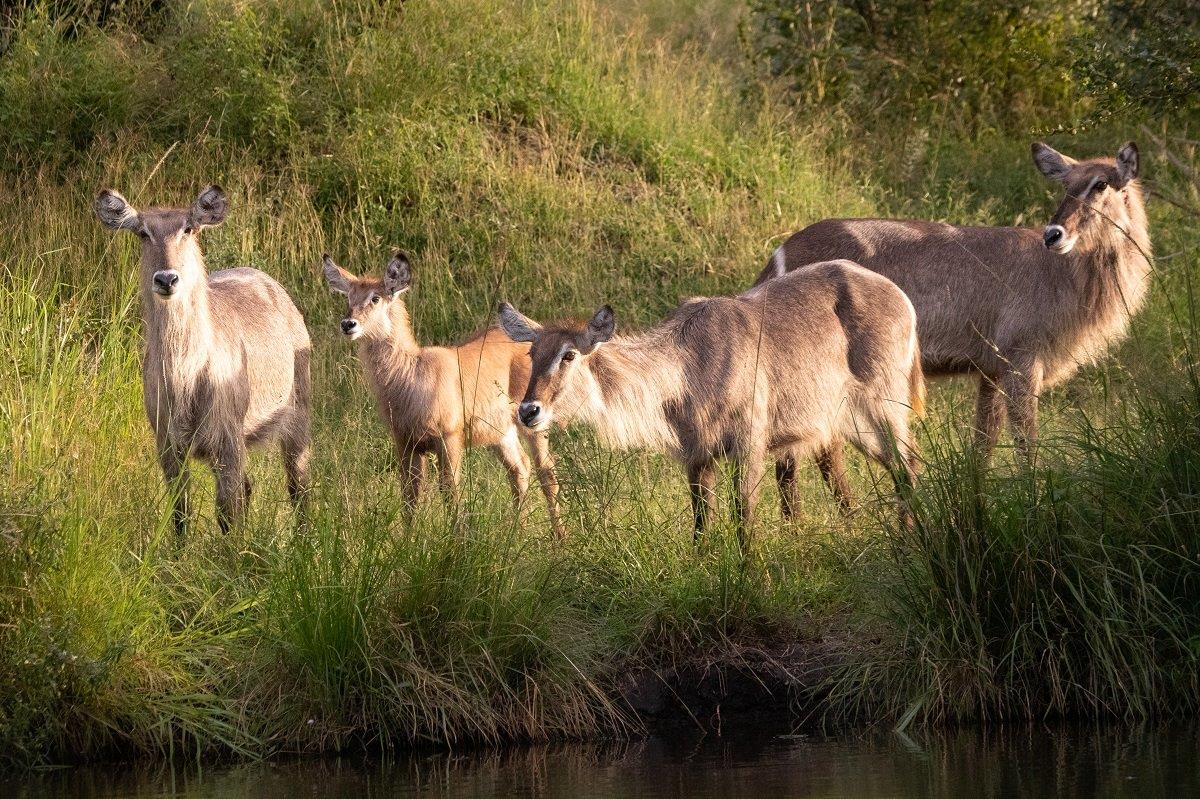A herd of waterbuck will never venture too far from water. 