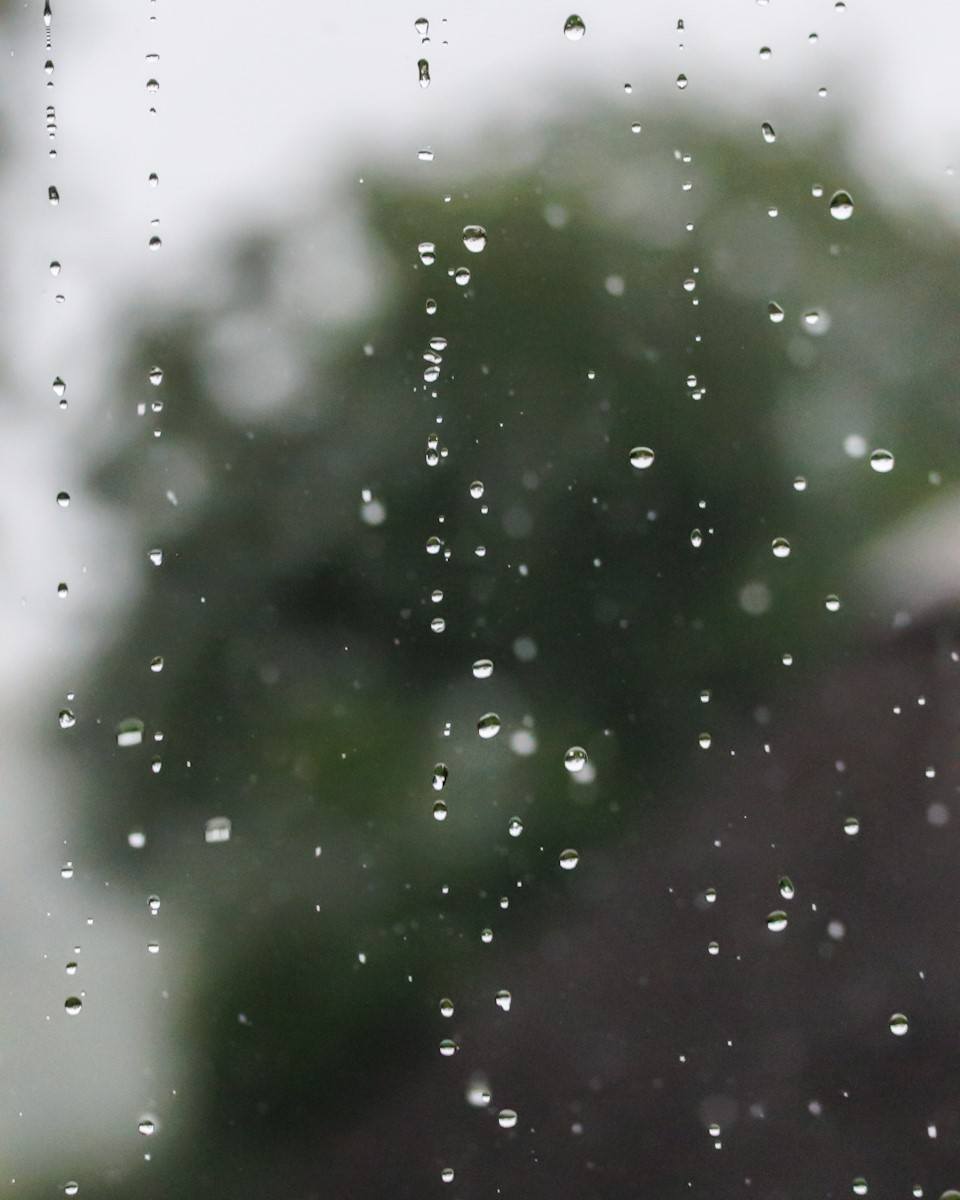 Rain drops at Sabi Sabi. Rain drops at Sabi Sabi.