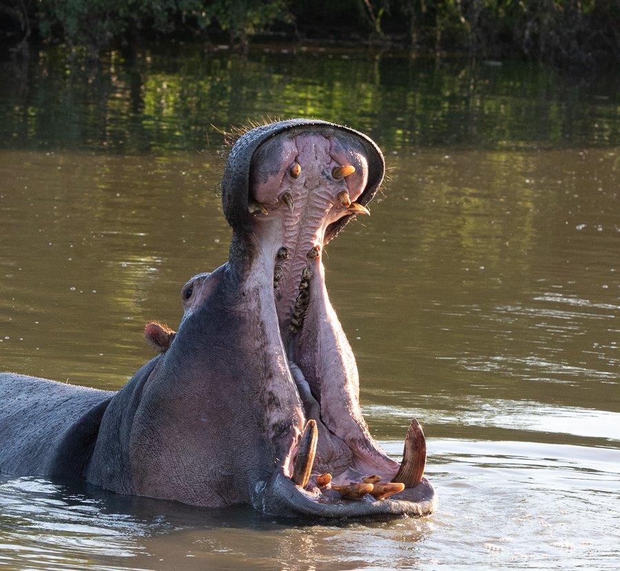 Jason Street Hippo Jason Street Hippo