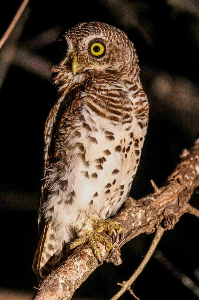Ruan Mey African Barred Owlet Ruan Mey African Barred Owlet