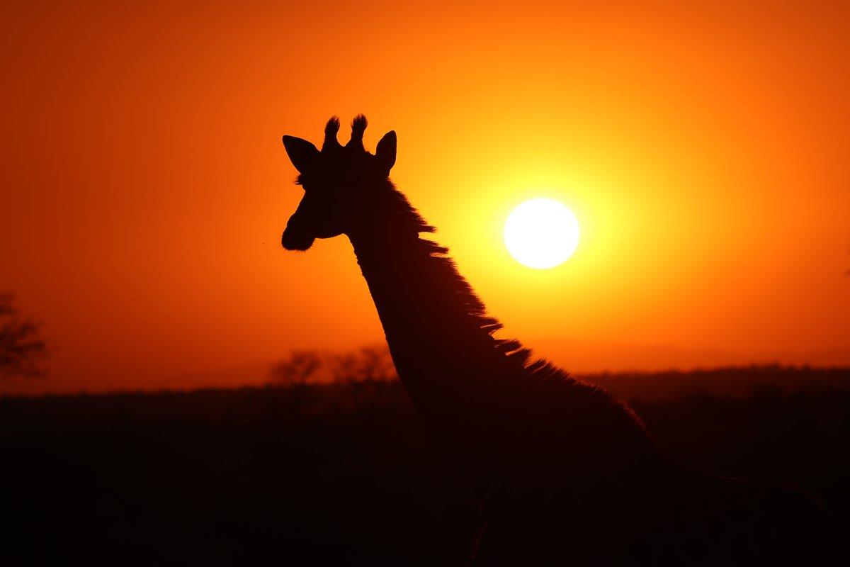 Sabi Sabi Ronald Mutero Giraffe And Sunset Sabi Sabi Ronald Mutero Giraffe And Sunset