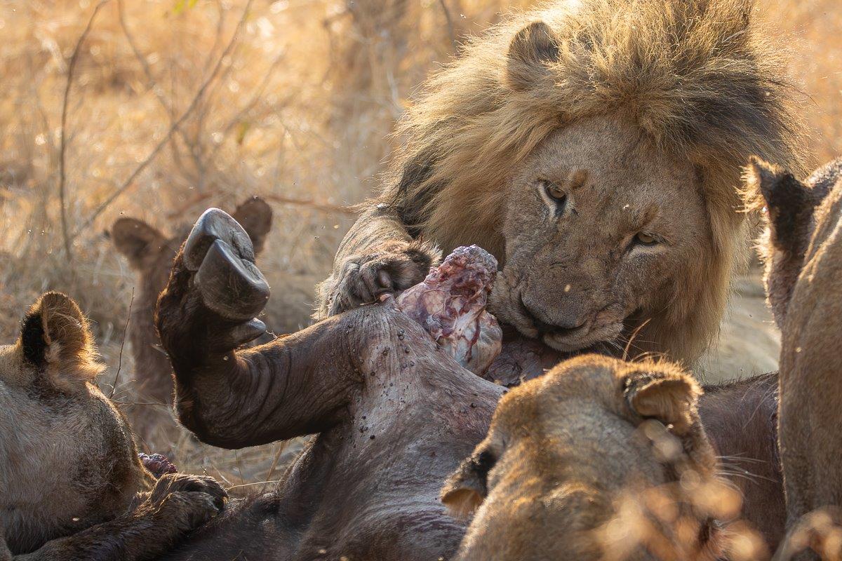 A Gijima male lion feeding on a buffalo carcass, illustrating the power of male lions in supporting their pride. A Gijima male lion feeding on a buffalo carcass, illustrating the power of male lions in supporting their pride.