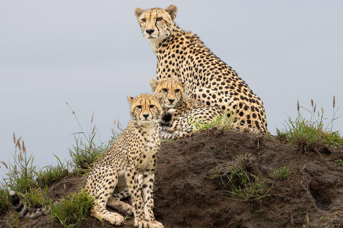 Sabi Sabi Ronald Mutero Cheetah And Cubs Sabi Sabi Ronald Mutero Cheetah And Cubs