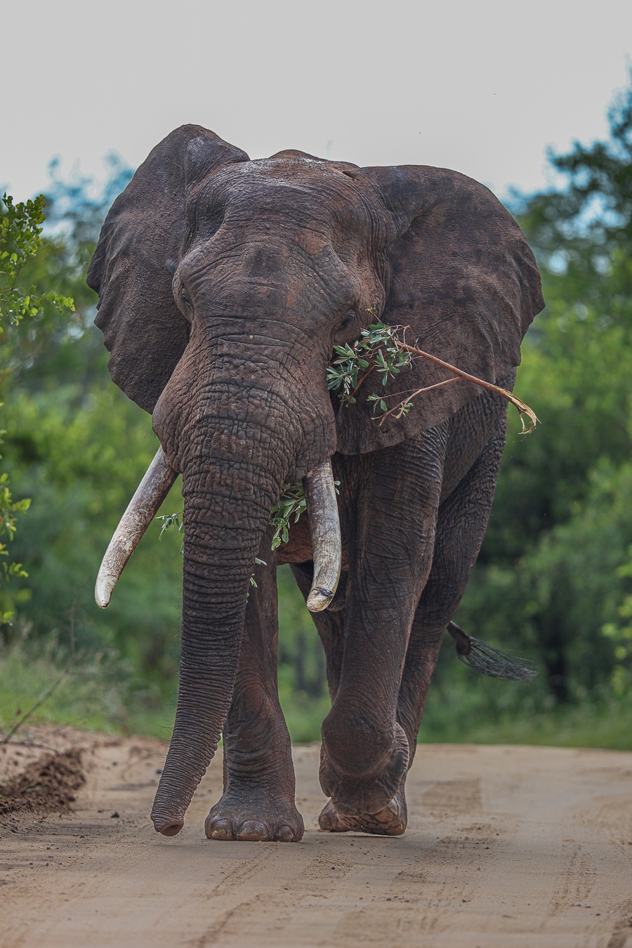 A bull elephant with a branch in it's mouth. A bull elephant with a branch in it's mouth.