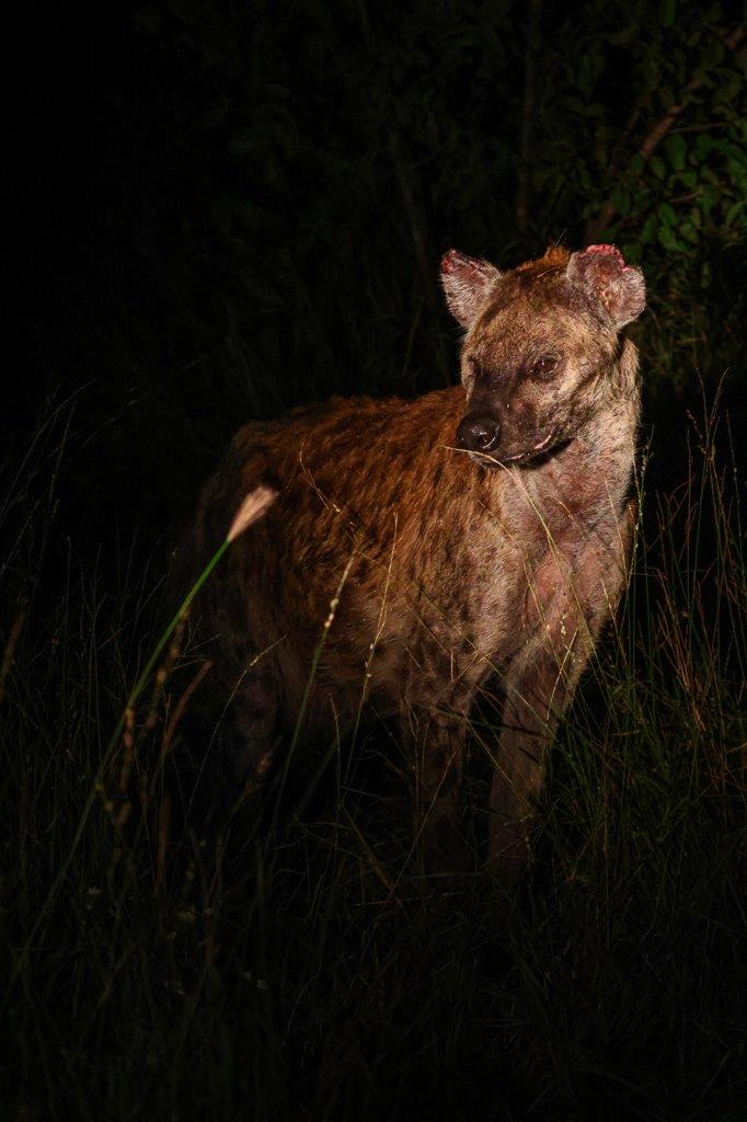 Sabi Sabi Ruan Mey Hyena Sabi Sabi Ruan Mey Hyena