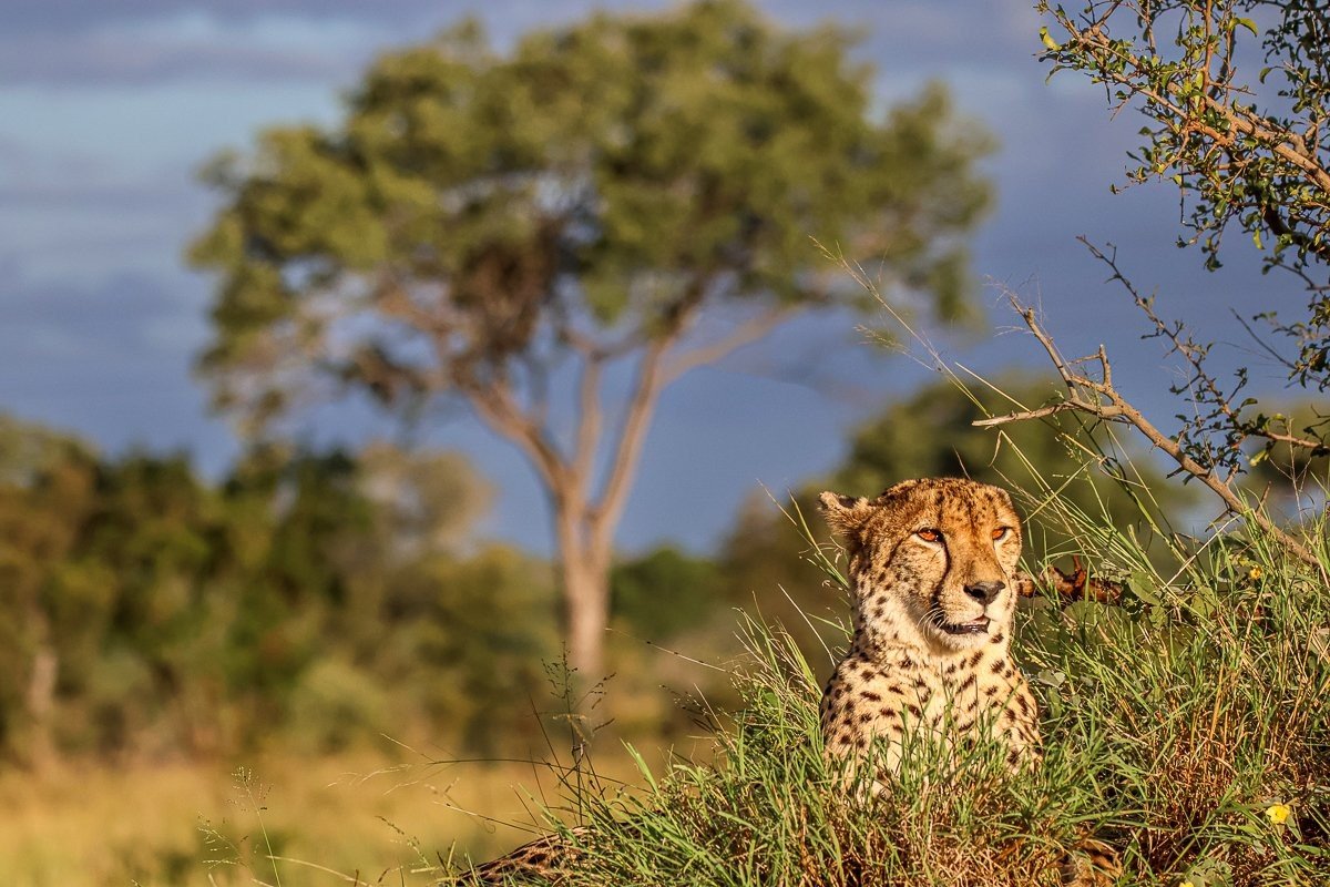 A cheetah spotted on a game drive from Sabi Sabi. A cheetah spotted on a game drive from Sabi Sabi.