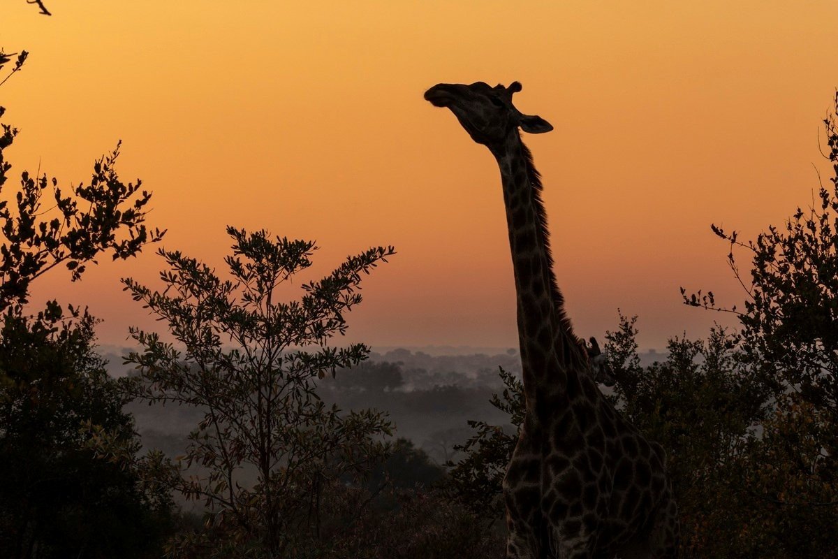 Sabi Sabi Benjamin Loon Giraffe Silhouette Sabi Sabi Benjamin Loon Giraffe Silhouette