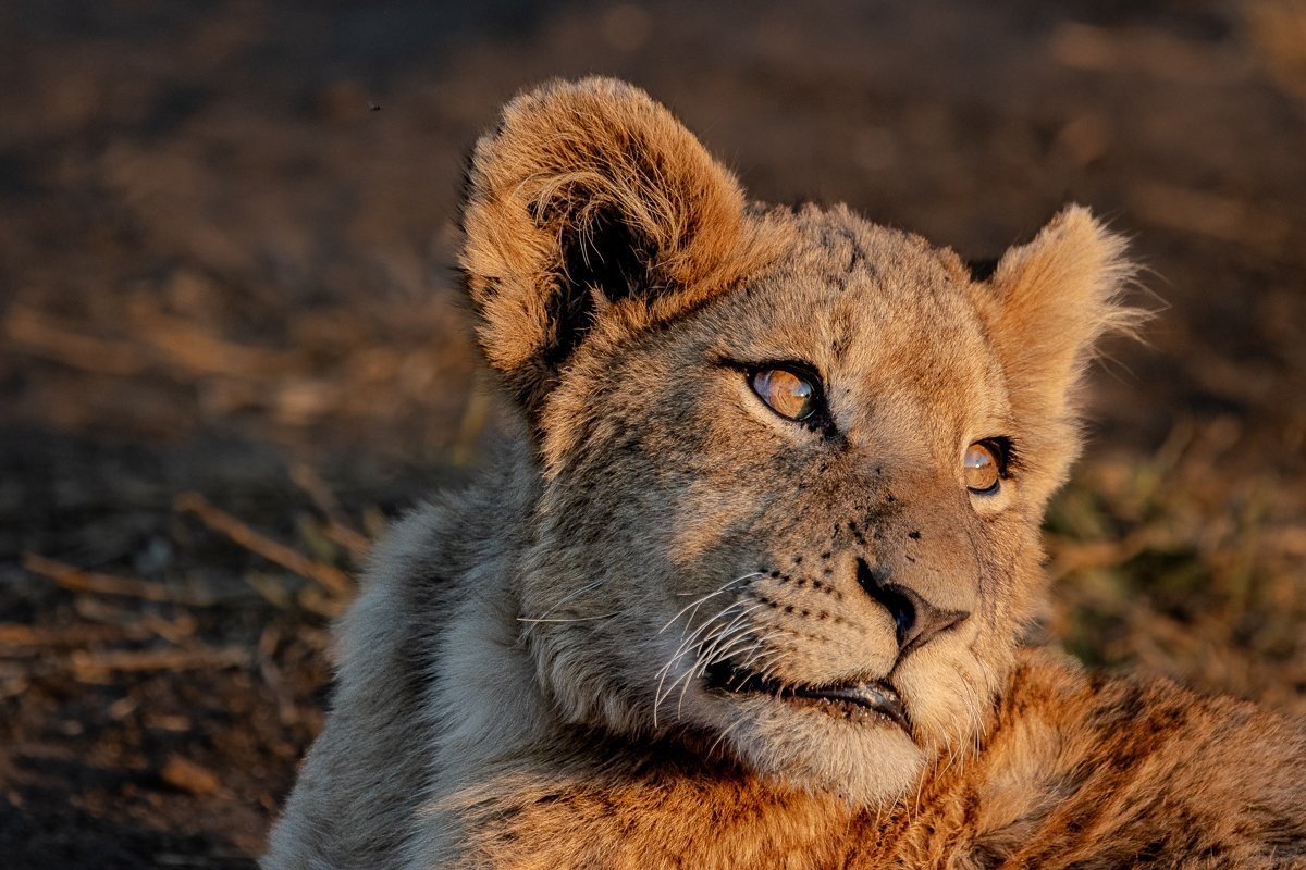 Sabi Sabi Ronald Mutero Msuthlu Pride Member Golden Light Sabi Sabi Ronald Mutero Msuthlu Pride Member Golden Light