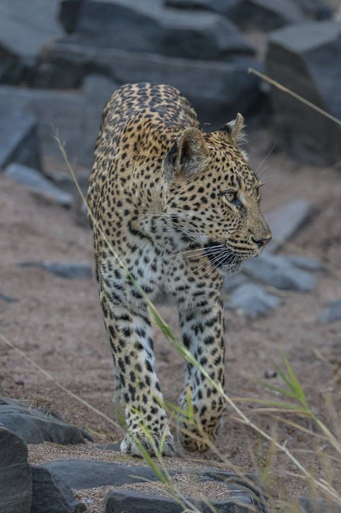 Sabi Sabi Ruan Mey Golonyi Walks Sabi Sabi Ruan Mey Golonyi Walks