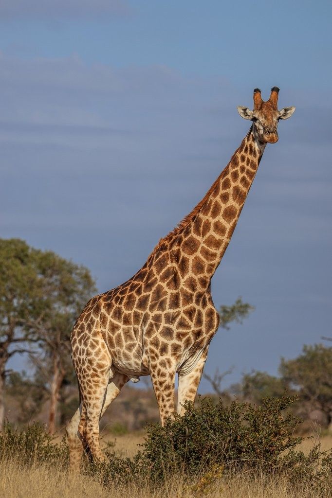 Sabi Sabi Ruan Mey Giraffe Sabi Sabi Ruan Mey Giraffe