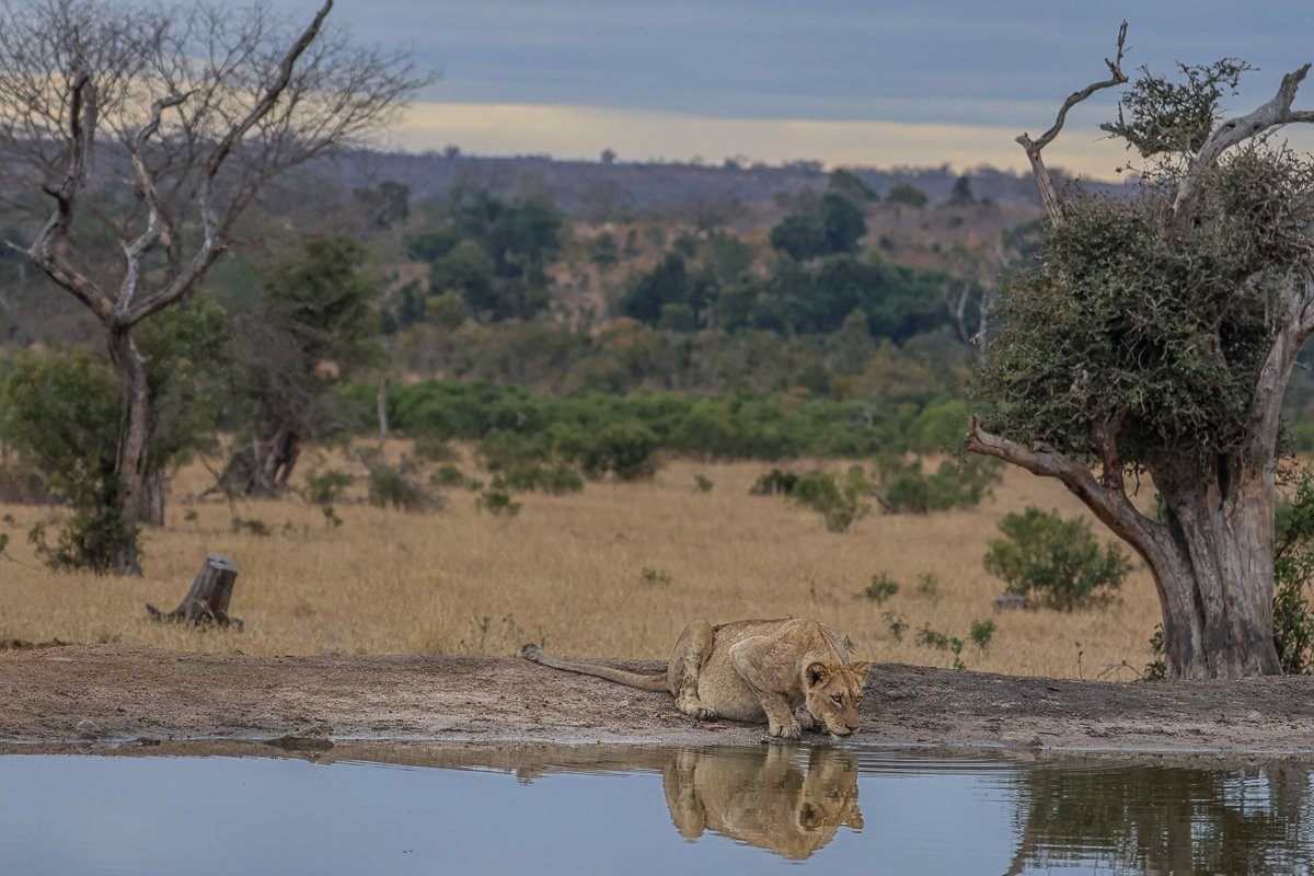 Sabi Sabi Ruan Mey Msuthlu Lion Lone Sabi Sabi Ruan Mey Msuthlu Lion Lone