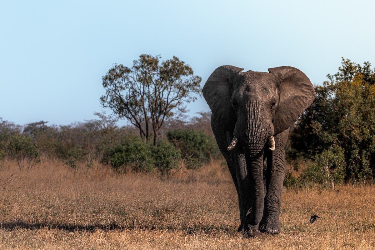 Elephant in the veld. Elephant in the veld.