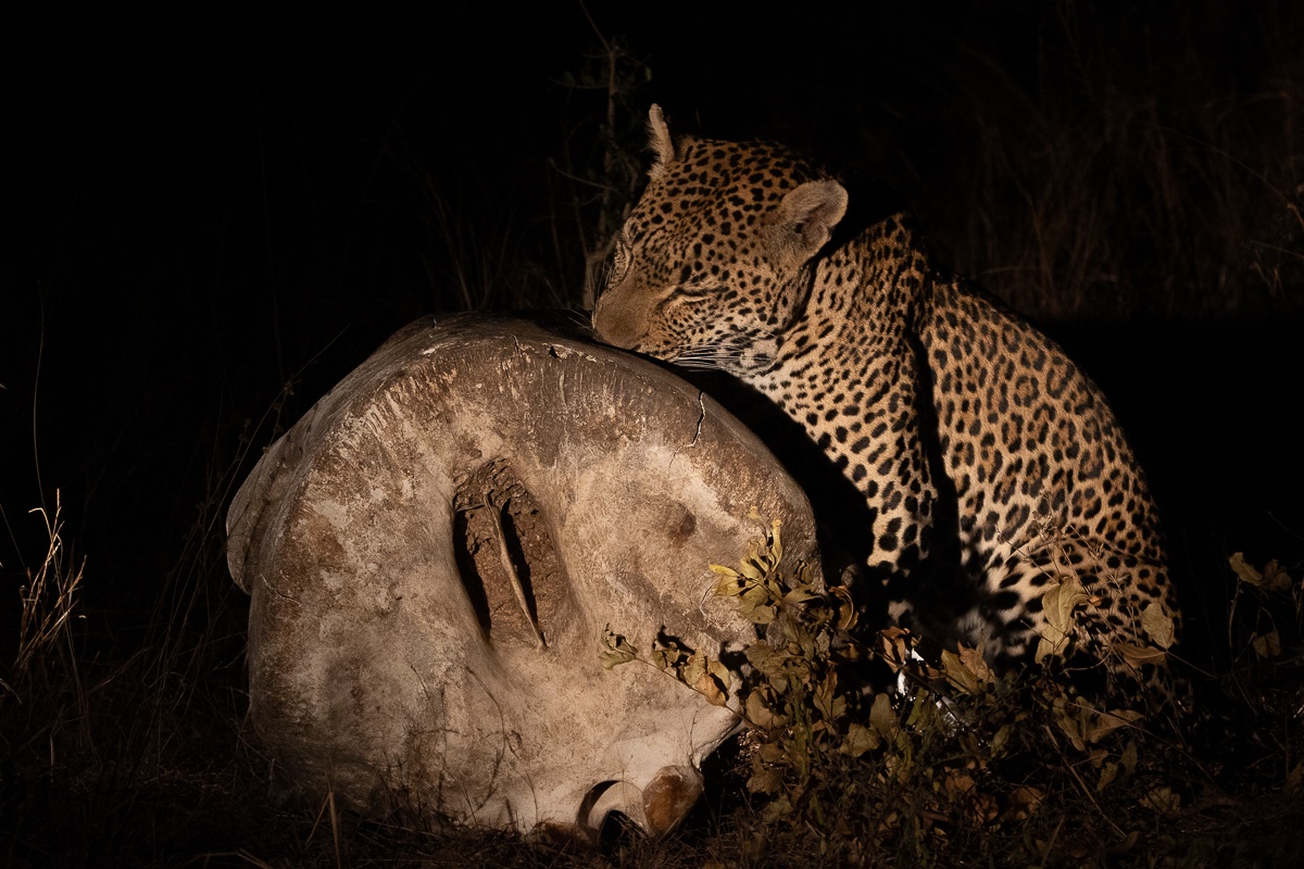 Sabi Sabi Ronald Mutero Khulwana Male Leopard Sabi Sabi Ronald Mutero Khulwana Male Leopard