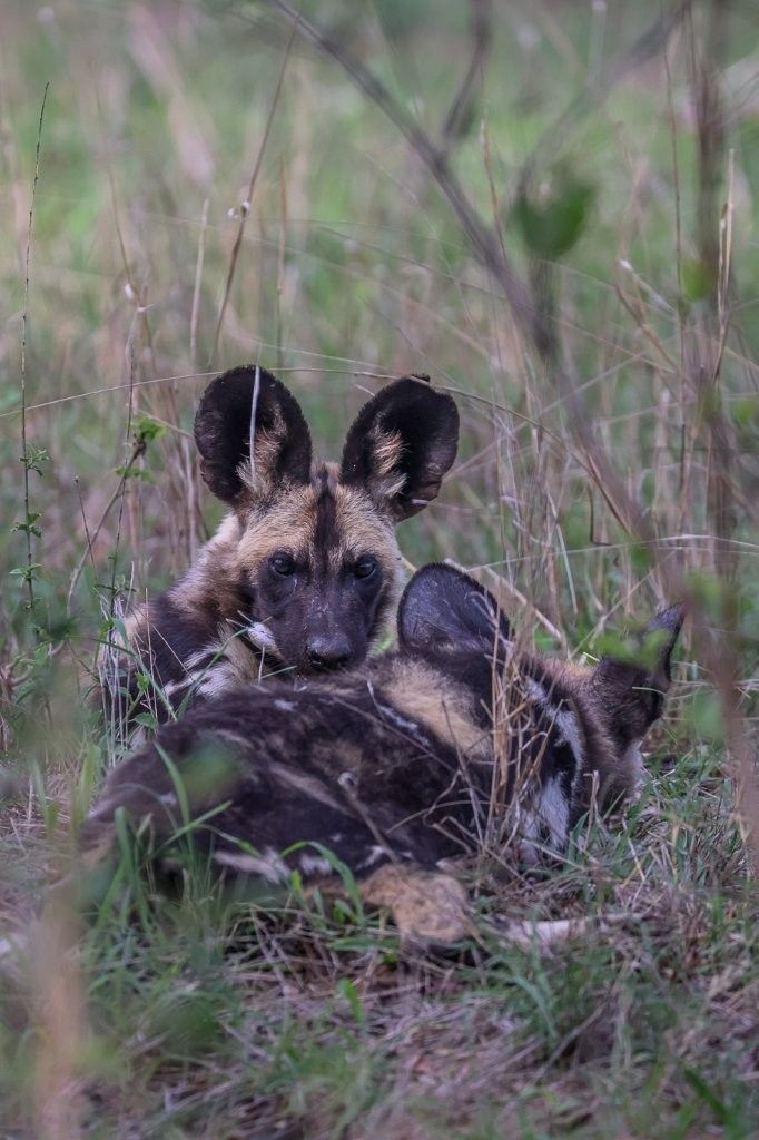 Sabi Sabi Ruan Mey Wild Dogs
