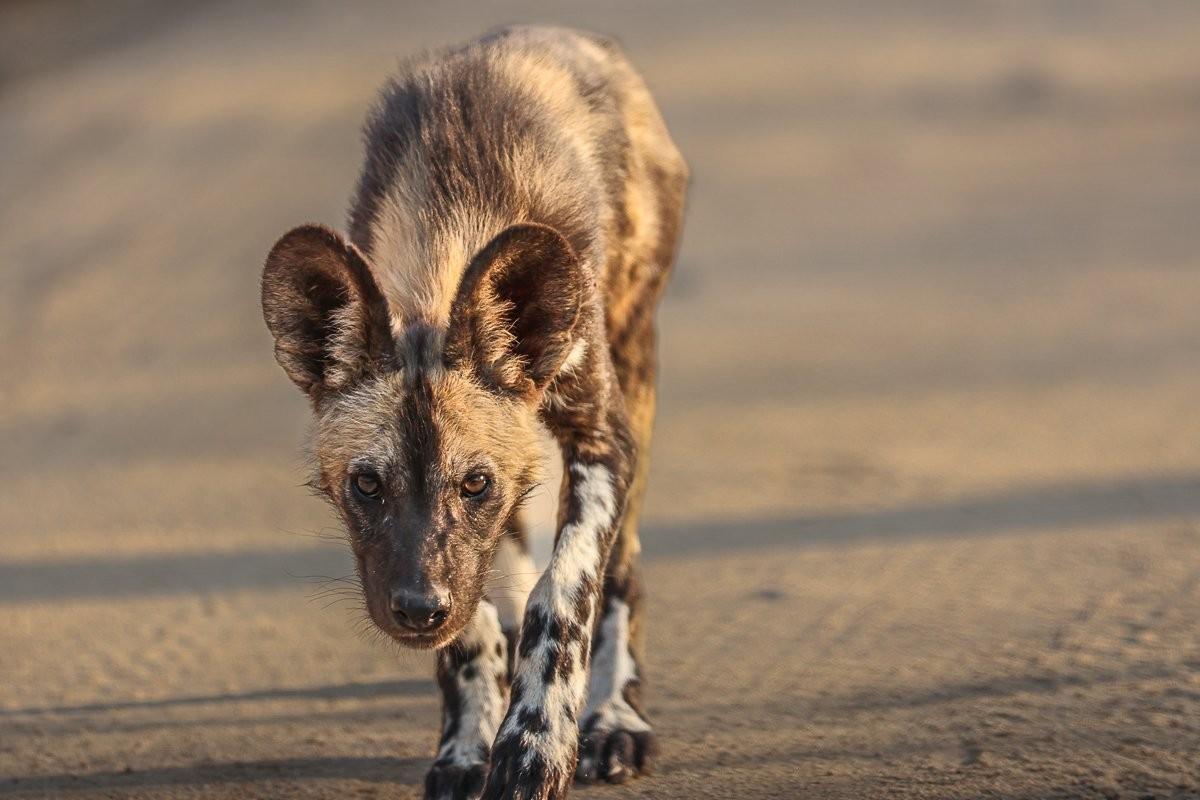 The fourth one is anti-snaring units, dedicated anti-poaching and snare-removal teams save countless animals each year.