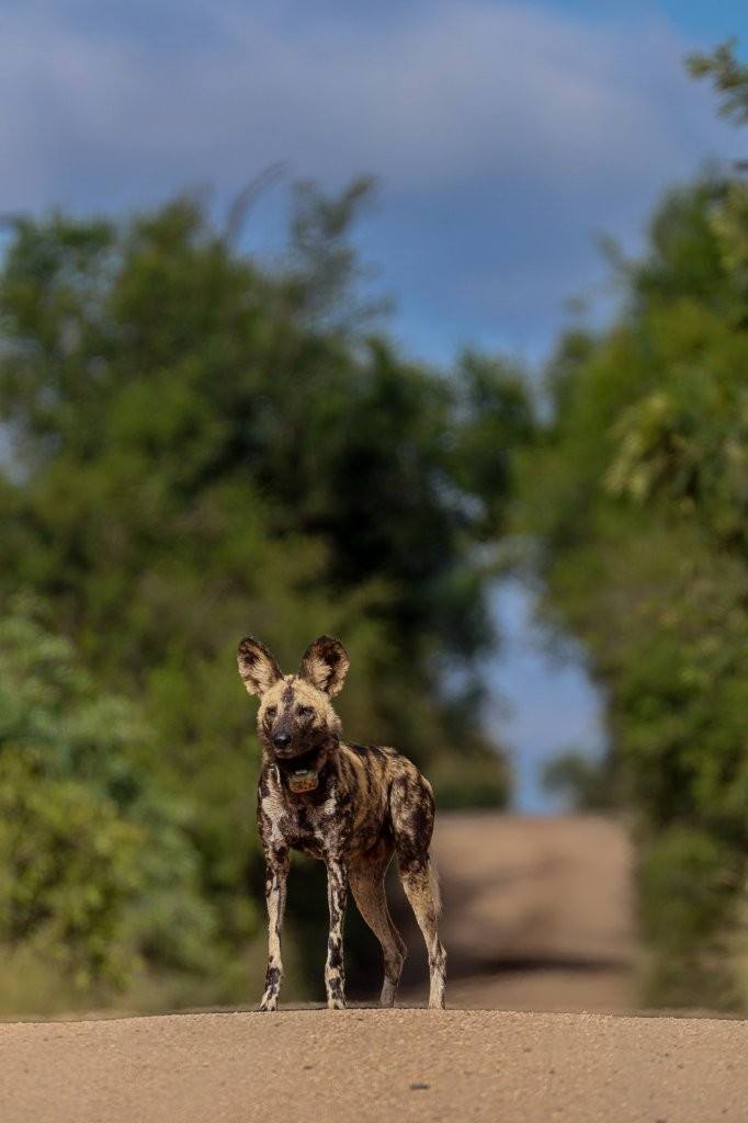 The second one is monitoring and collaring, radio and GPS collars allow conservation teams to track movements