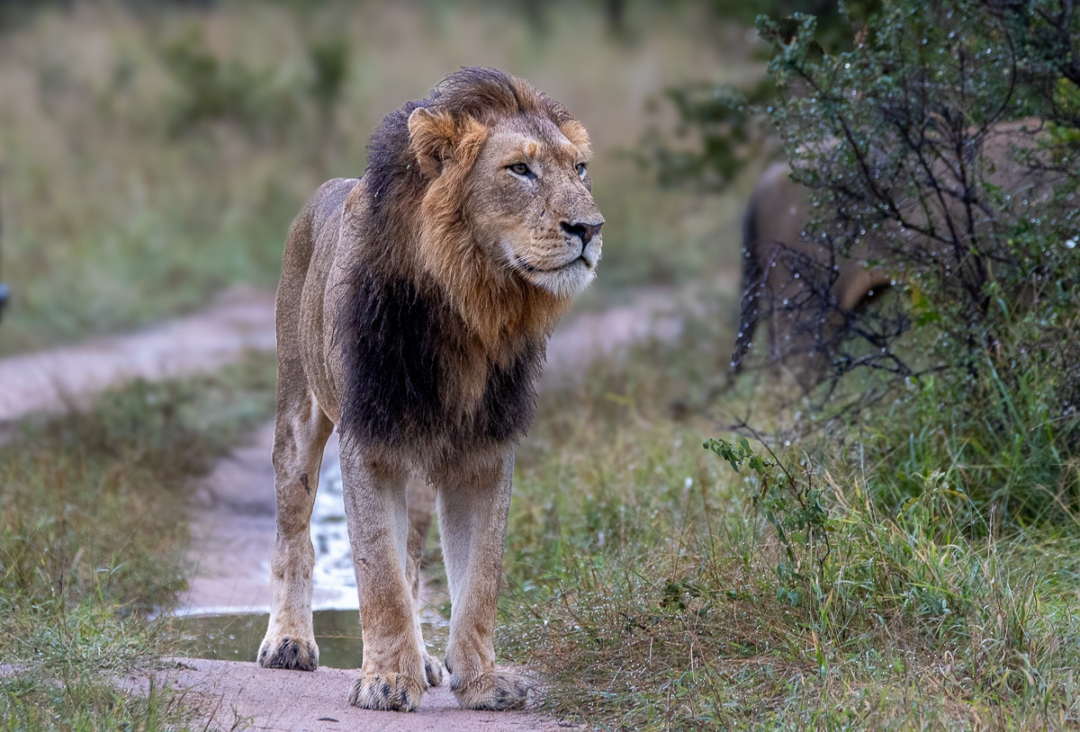 Portrait of a N’waswishaka male lion resting in the bush