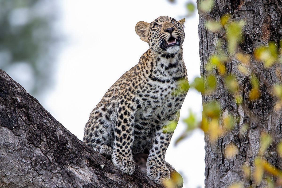 Leopard cub observing surroundings while staying close to its mother.